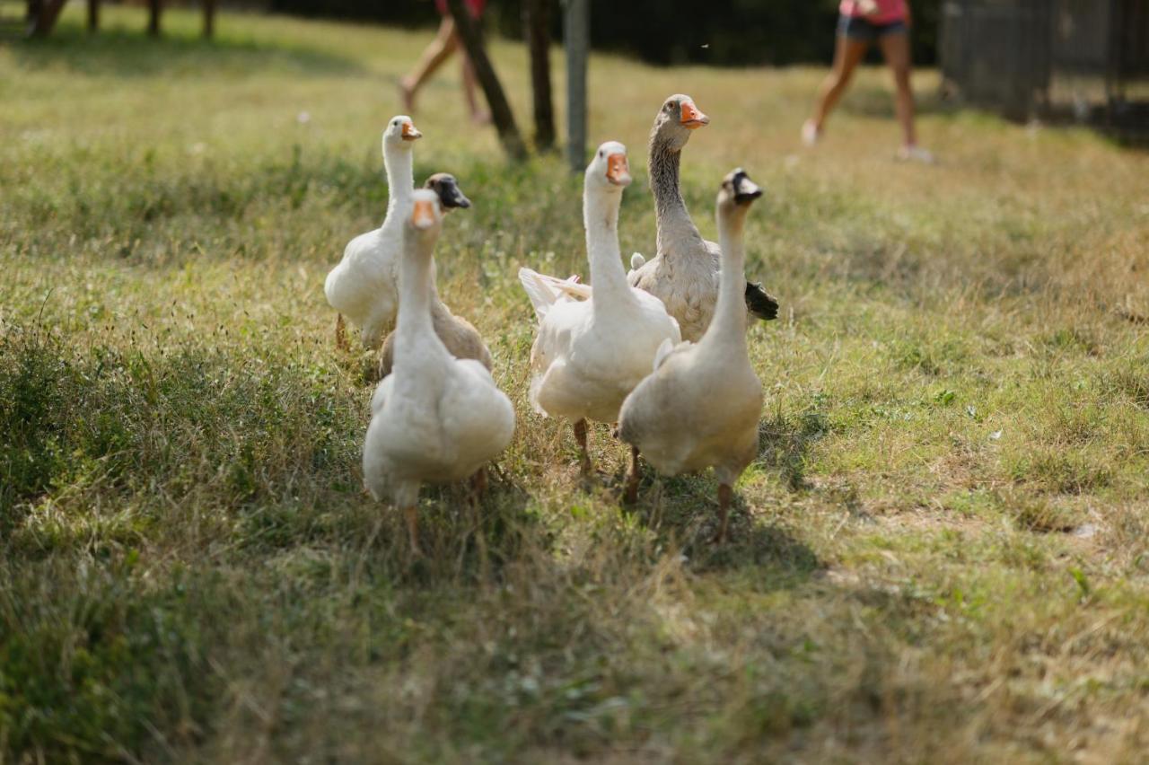 Agriturismo Spigolo Avesa Экстерьер фото